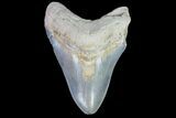 Fossil Megalodon Tooth - Colorful #77505-1